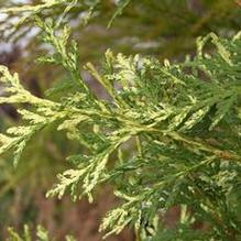 Eastern Arborvitae Eastern Arborvitae