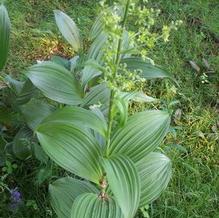 False Hellebore False Hellebore