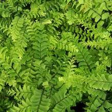 Maidenhair Fern Maidenhair Fern