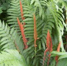 Cinnamon Fern Cinnamon Fern