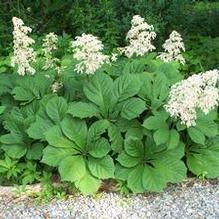 Fingerleaf Rodgersia Fingerleaf Rodgersia