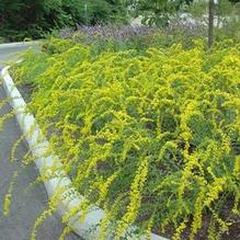 Short's Goldenrod Short's Goldenrod