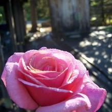 Hybrid Tea Rose Hybrid Tea Rose