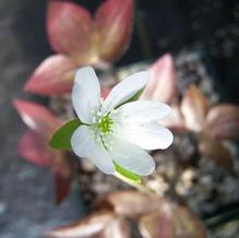 Liverleaf Liverleaf