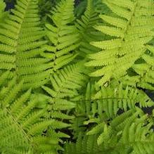 Mexican Male Fern Mexican Male Fern