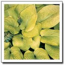 Hosta (Very Large) Hosta (Very Large)