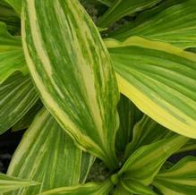 Hosta (Small) Hosta (Small)
