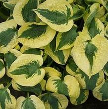 Hosta (Medium) Hosta (Medium)