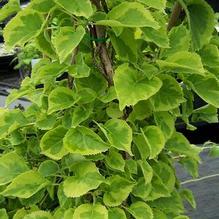 Climbing Hydrangea Climbing Hydrangea