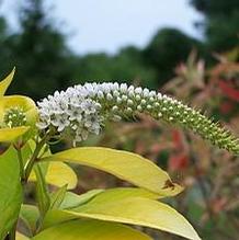 Gooseneck Loosestrife Gooseneck Loosestrife