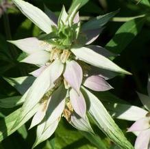 Spotted Bee Balm Spotted Bee Balm