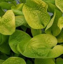 Hosta (Large) Hosta (Large)