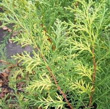 Russian Arborvitae Russian Arborvitae