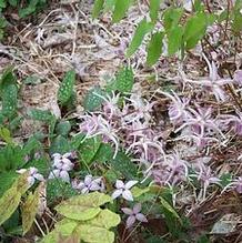 Barrenwort Barrenwort