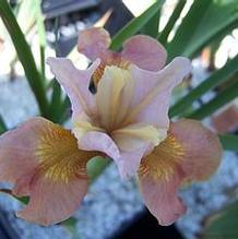 Siberian Iris Siberian Iris