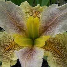 Louisiana Iris Louisiana Iris