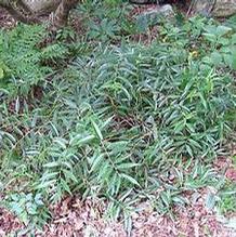 Coast Leucothoe Coast Leucothoe