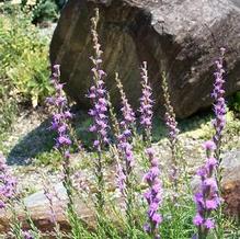 Dwarf Blazingstar Dwarf Blazingstar