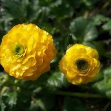 Double Buttercups Double Buttercups