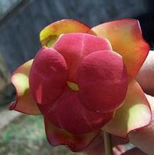 Pitcher Plant Pitcher Plant