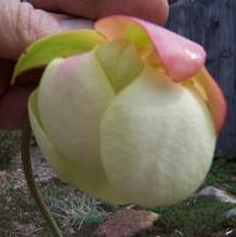 Pitcher Plant Pitcher Plant