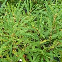 Sweetfern Sweetfern