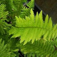 Dwarf Crinkled Male Fern Dwarf Crinkled Male Fern