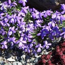 Bird's Foot Violet Bird's Foot Violet