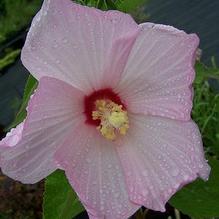 Common Rose Mallow Common Rose Mallow