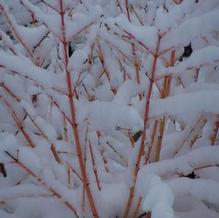 Bloodtwig Dogwood Bloodtwig Dogwood