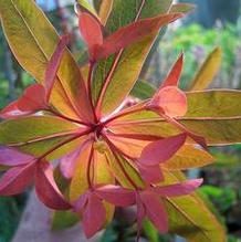 Spurge Spurge