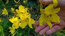 Daylily Daylily