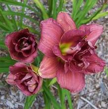 Daylily Daylily