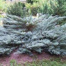 Juniper Juniper