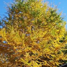 Golden Larch Golden Larch