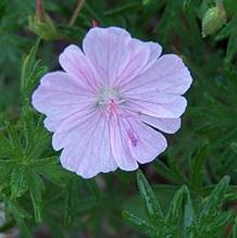 Bloody Cranesbill Bloody Cranesbill