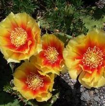 Eastern Prickly Pear Eastern Prickly Pear