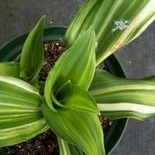 Sacred Lily Sacred Lily