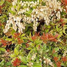Mountain Laurel Mountain Laurel