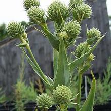 Rattlesnake Master Rattlesnake Master