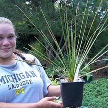 Bear Grass Bear Grass