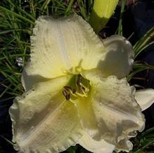 Daylily Daylily