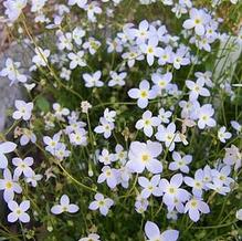 Bluets Bluets