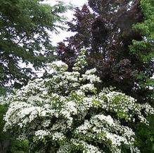 Chinese Dogwood Chinese Dogwood