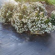 White Snakeroot White Snakeroot