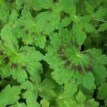 Dusky Cranesbill Dusky Cranesbill