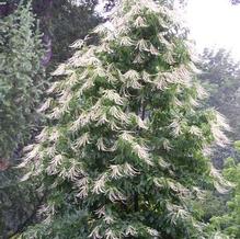 Sourwood Sourwood