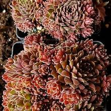 Hens and Chicks Hens and Chicks