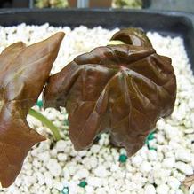 Hybrid Mayapple Hybrid Mayapple