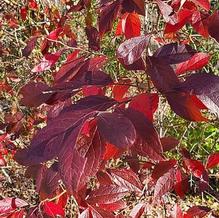 Highbush Blueberry Highbush Blueberry